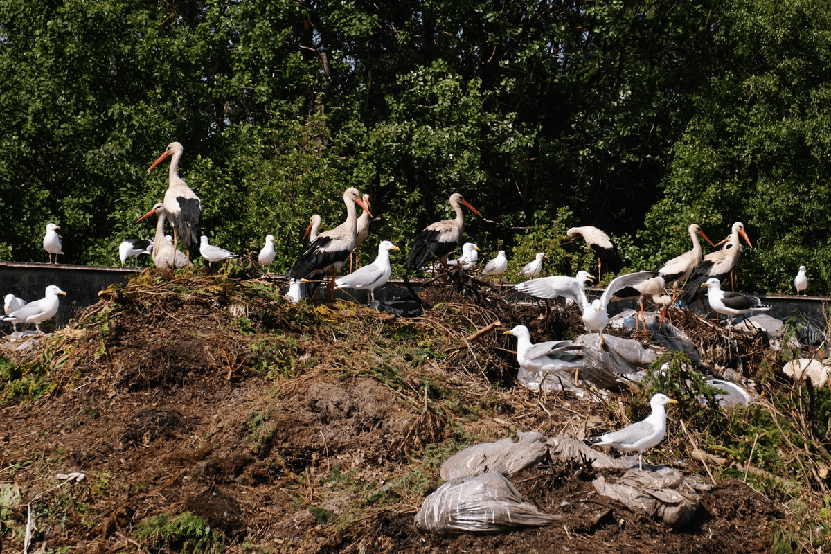 Tallinn tühistas lindude toitmise keelu